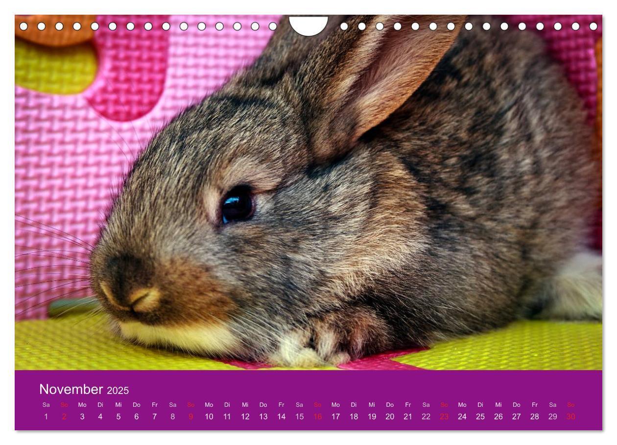 Bild: 9783435761371 | Lustige Kaninchen (Wandkalender 2025 DIN A4 quer), CALVENDO...