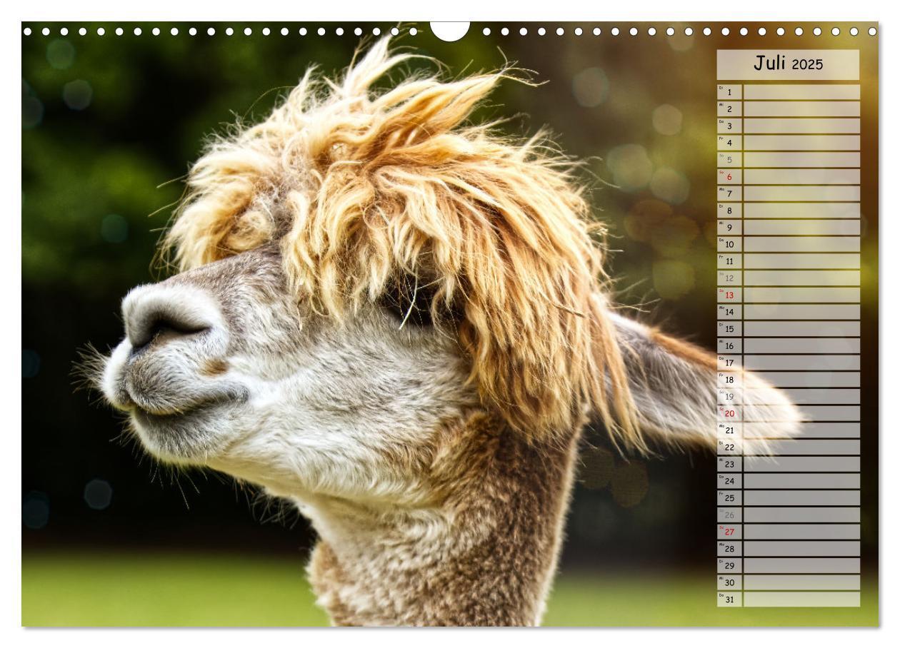 Bild: 9783383983573 | Alpaka, coole Typen mit wilden Frisuren (Wandkalender 2025 DIN A3...