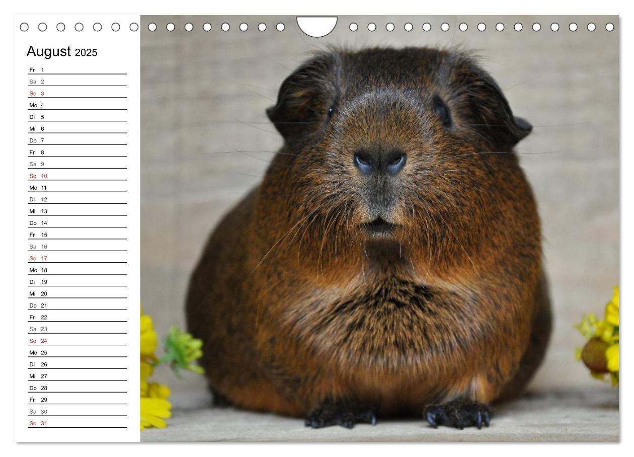 Bild: 9783435719686 | Meerschweinchen Niedliche Herzensbrecher (Wandkalender 2025 DIN A4...