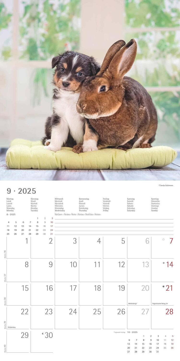 Bild: 4251732340780 | Tierfreundschaften 2025 - Broschürenkalender 30x30 cm (30x60...