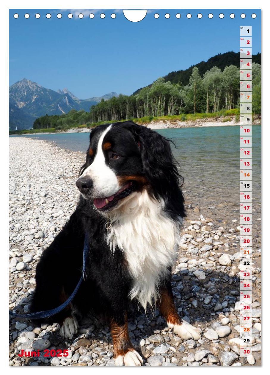 Bild: 9783457032602 | BÄR - Der Berner Sennenhund (Wandkalender 2025 DIN A4 hoch),...