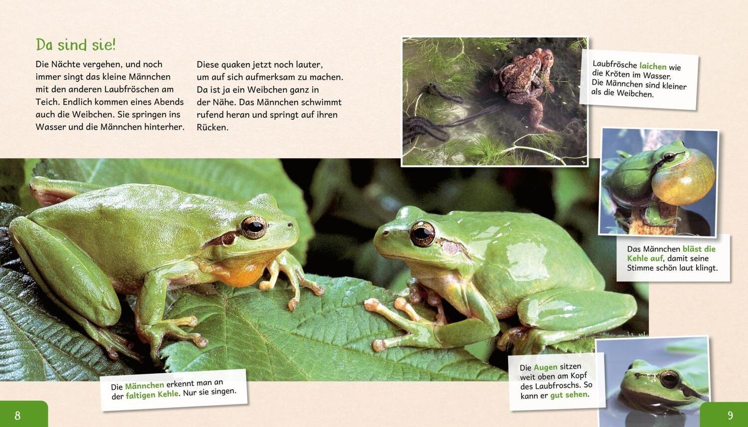 Bild: 9783480236244 | Meine große Tierbibliothek: Der Frosch | Paul Starosta | Buch | 32 S.