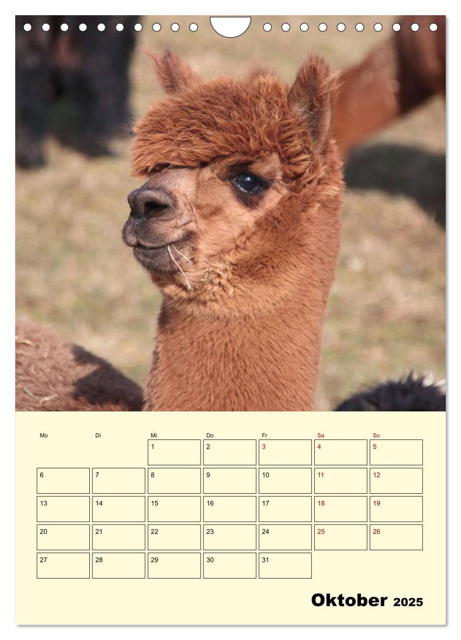 Bild: 9783435962839 | Alpakas erleben (Wandkalender 2025 DIN A4 hoch), CALVENDO...