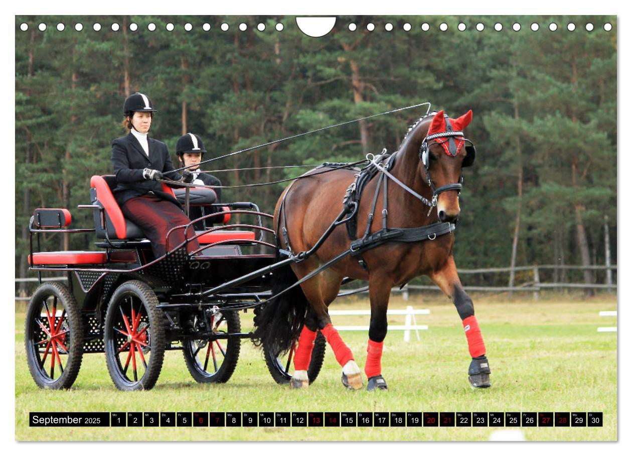 Bild: 9783435395590 | Schwere Warmblüter 2025 (Wandkalender 2025 DIN A4 quer), CALVENDO...