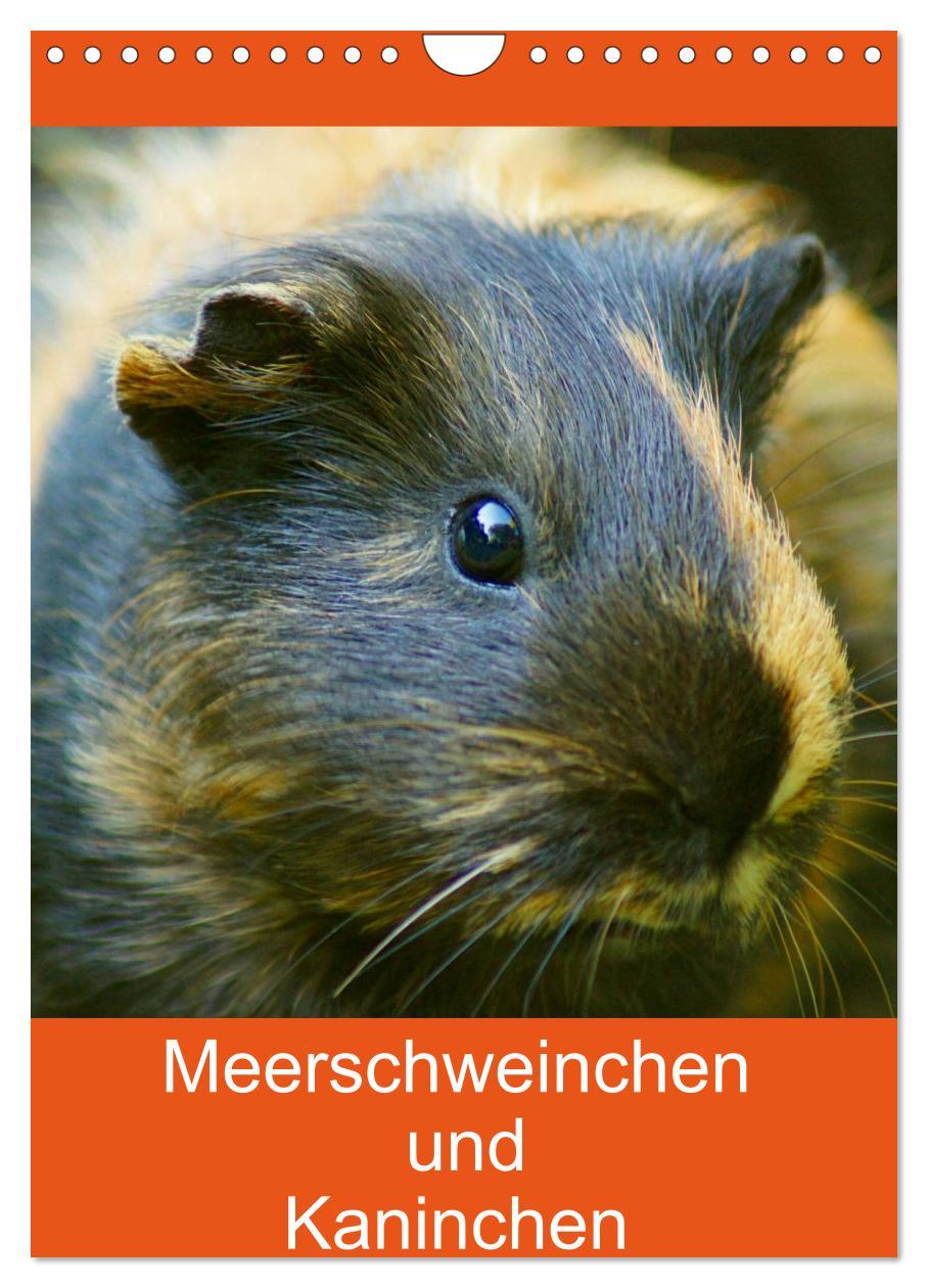 Cover: 9783457026205 | Meerschweinchen und Kaninchen Familienplaner (Wandkalender 2025 DIN...