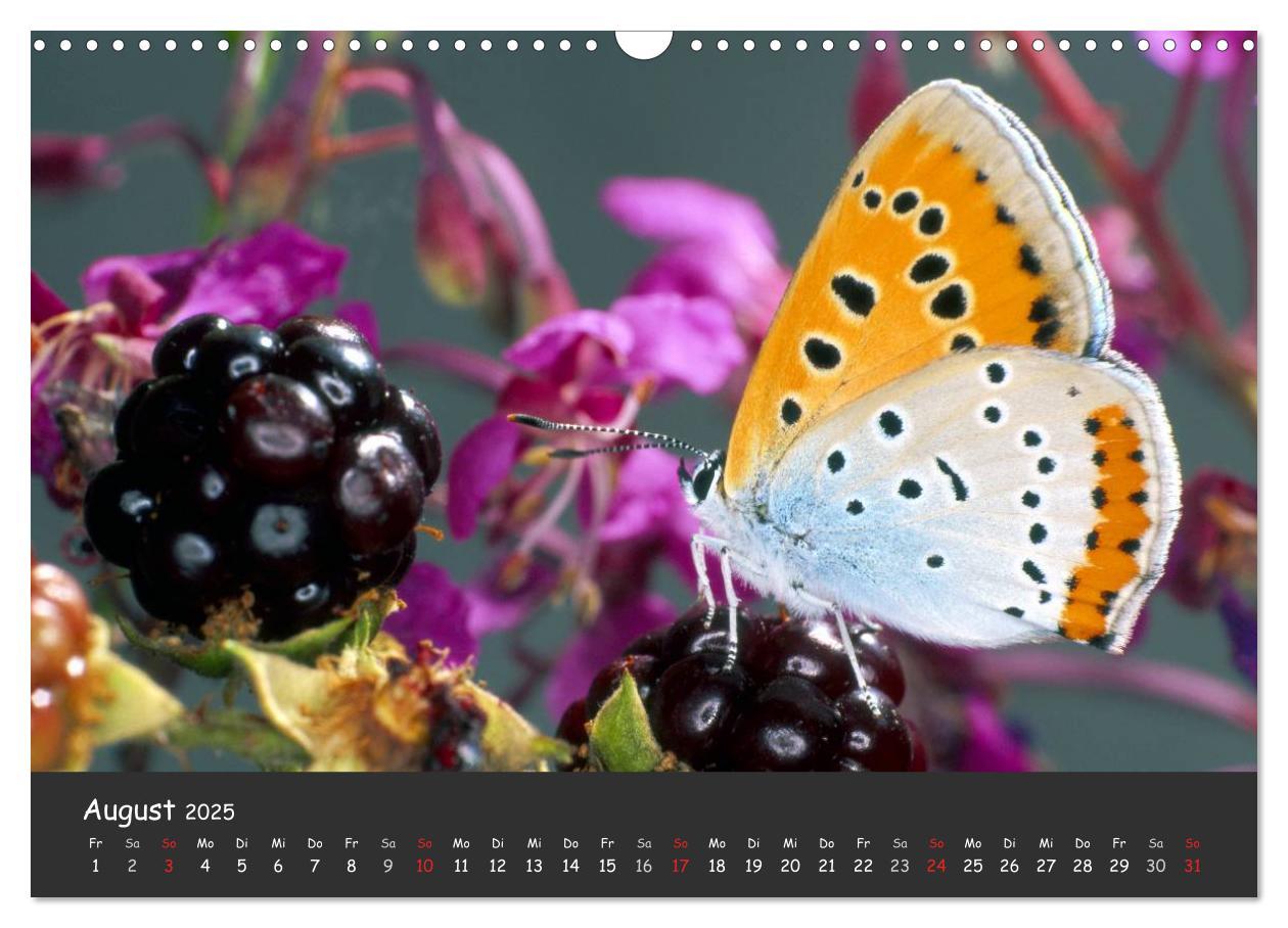 Bild: 9783435705894 | Wunderschöne Schmetterlinge (Wandkalender 2025 DIN A3 quer),...