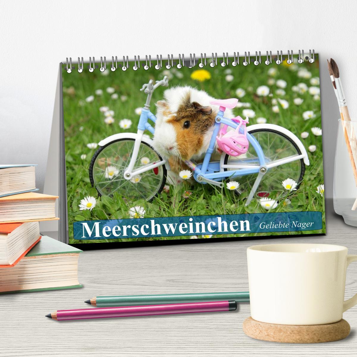 Bild: 9783435508457 | Meerschweinchen. Geliebte Nager (Tischkalender 2025 DIN A5 quer),...