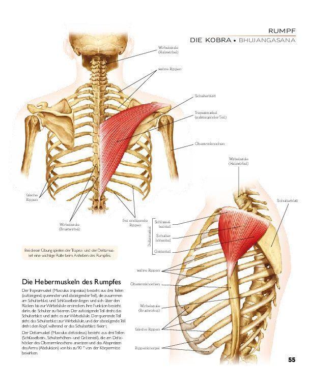 Bild: 9783966643849 | YOGA - Atlas der Anatomie | Svenja Tengs | Buch | 256 S. | Deutsch