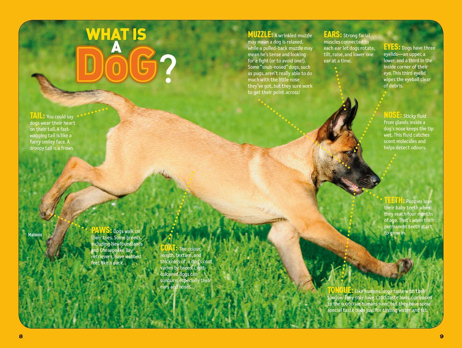 Bild: 9780008257910 | How To Speak Dog | A Guide to Decoding Dog Language | Kids | Buch