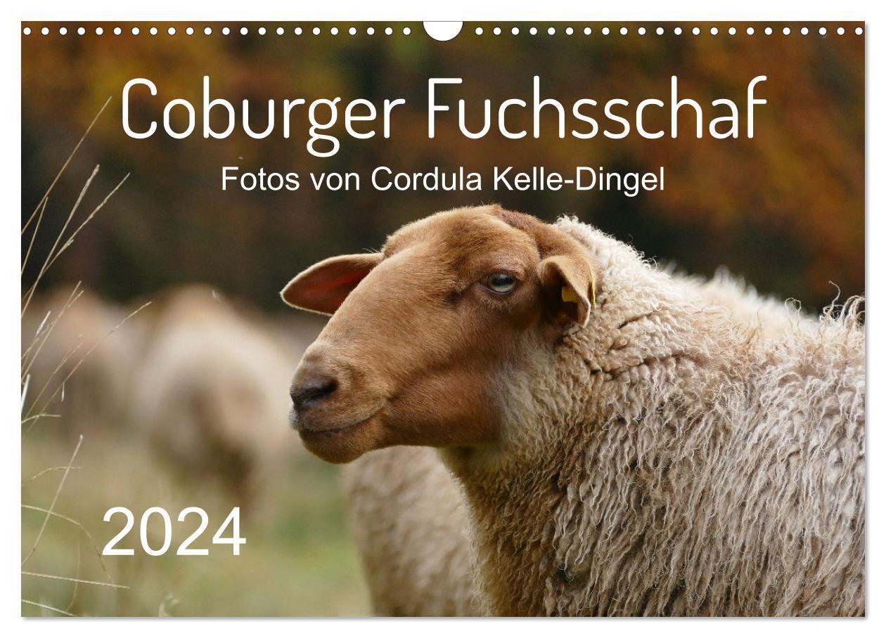 Cover: 9783675958753 | Coburger Fuchsschaf (Wandkalender 2024 DIN A3 quer), CALVENDO...