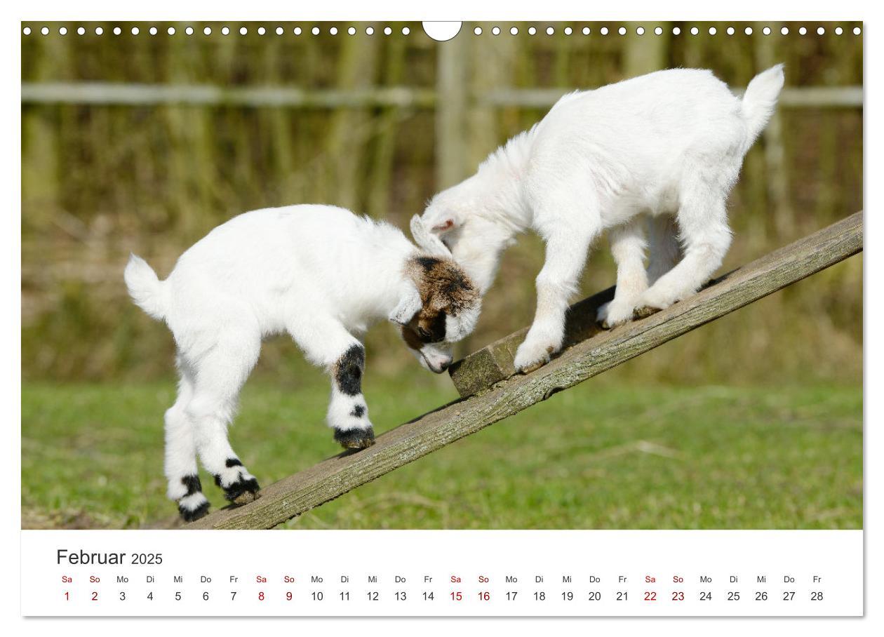 Bild: 9783435053643 | Ziegenkinder (Wandkalender 2025 DIN A3 quer), CALVENDO Monatskalender