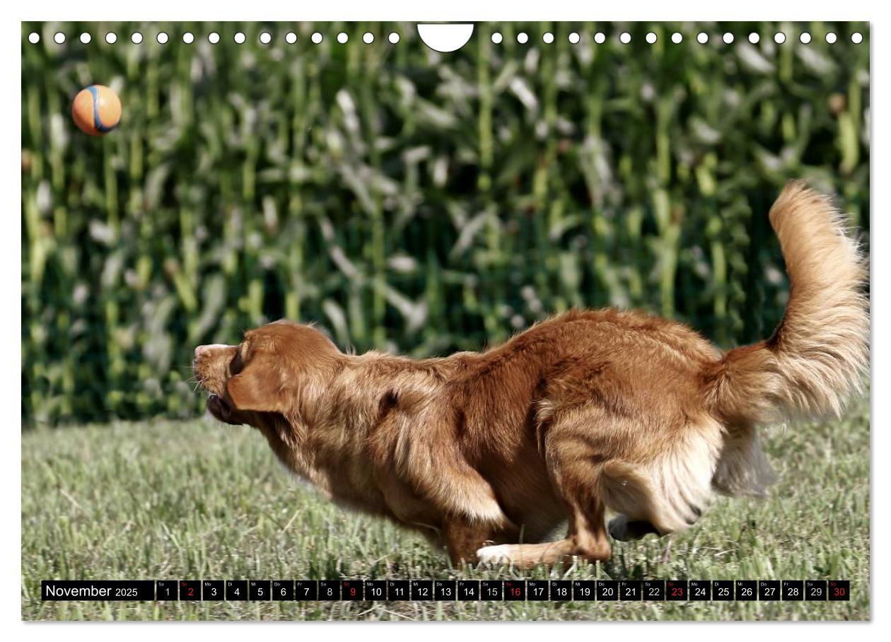 Bild: 9783435569663 | Nova Scotia Duck Tolling Retriever (Wandkalender 2025 DIN A4 quer),...