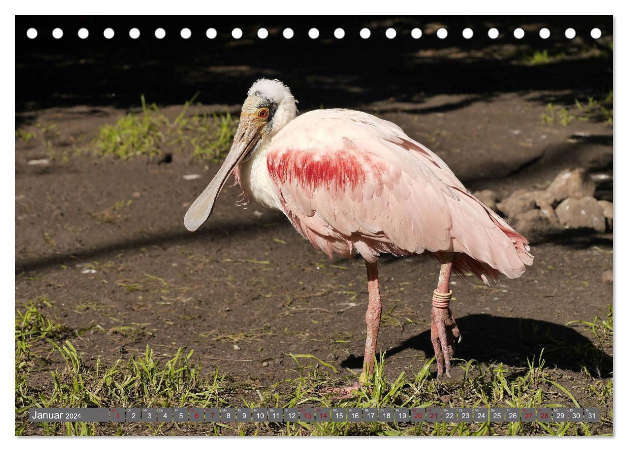 Bild: 9783383149979 | Weltvogelpark Walsrode - Die Vielfalt der Vogelarten (Tischkalender...