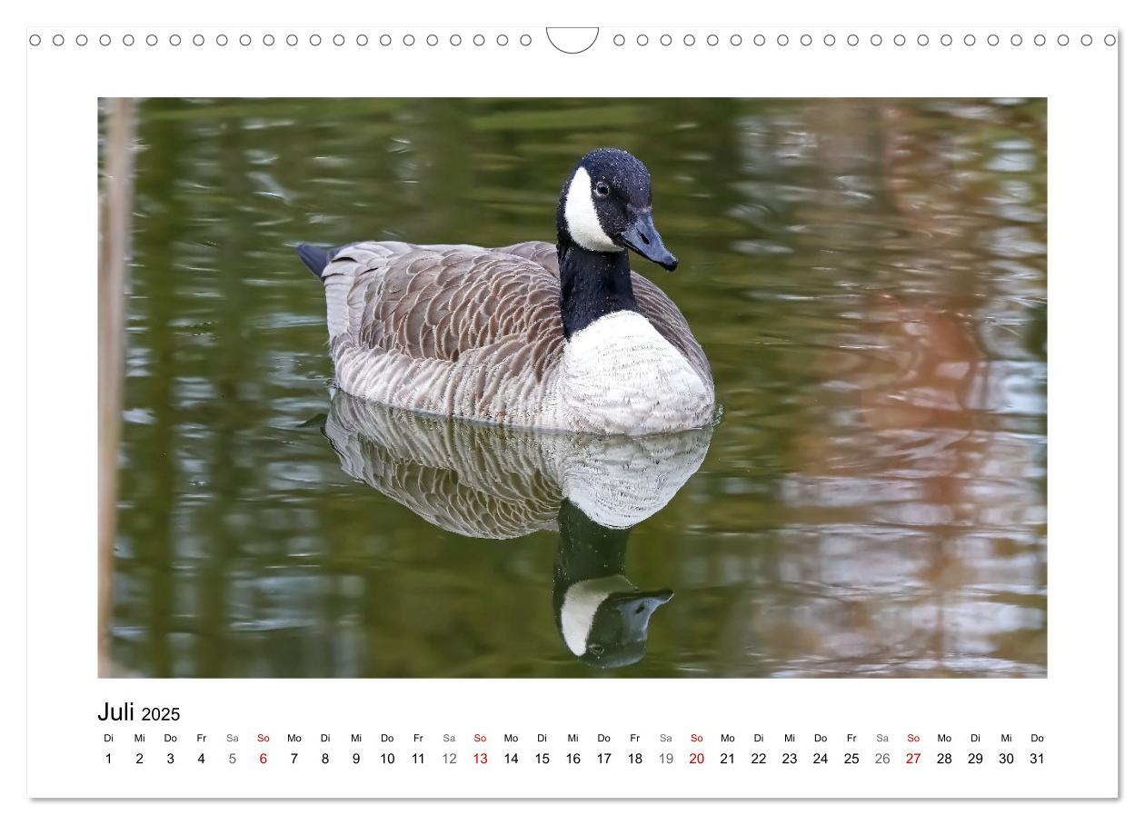 Bild: 9783383977046 | Gänse, geselliges Federvieh (Wandkalender 2025 DIN A3 quer),...