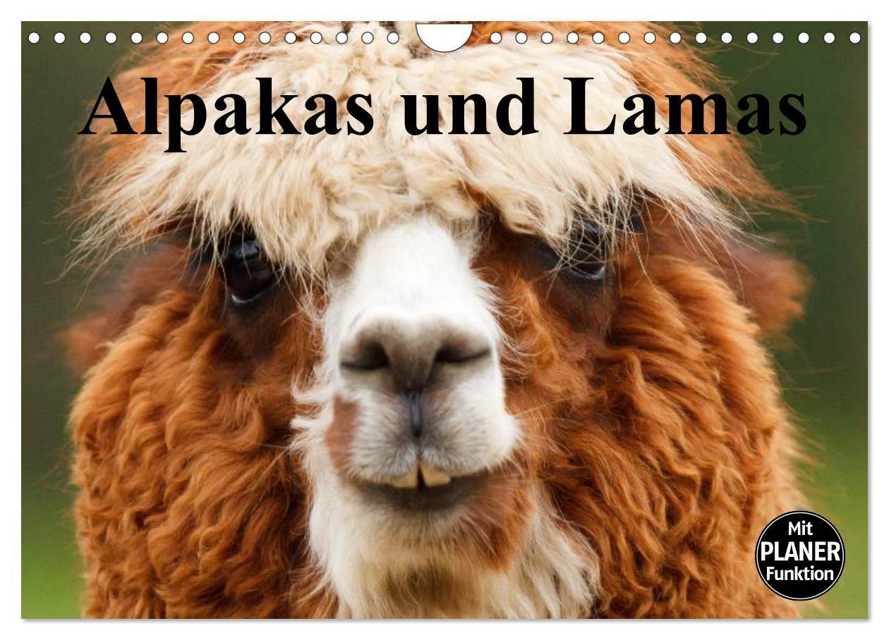 Cover: 9783383331893 | Alpakas und Lamas (Wandkalender 2024 DIN A4 quer), CALVENDO...