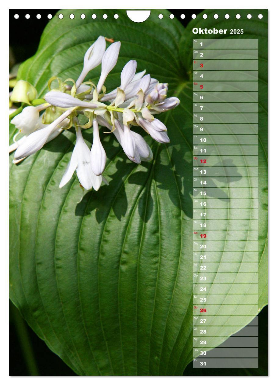 Bild: 9783435974887 | Hostas Herzblattlilien Funkien (Wandkalender 2025 DIN A4 hoch),...