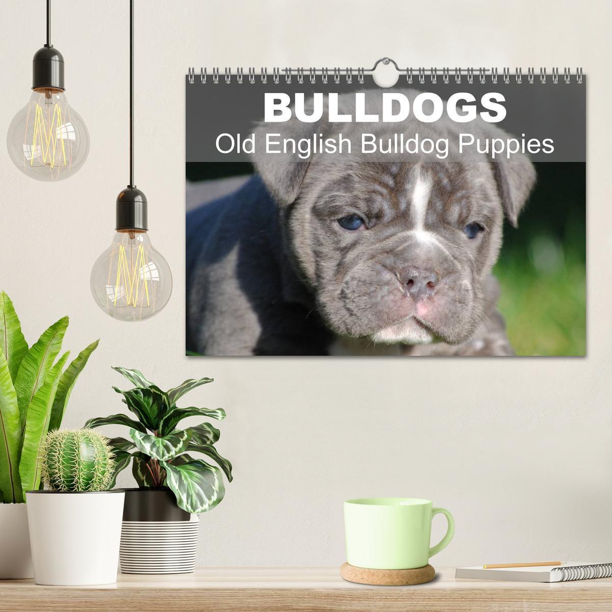 Bild: 9781325965977 | Bulldogs - Old English Bulldog Puppies (Wall Calendar 2025 DIN A4...