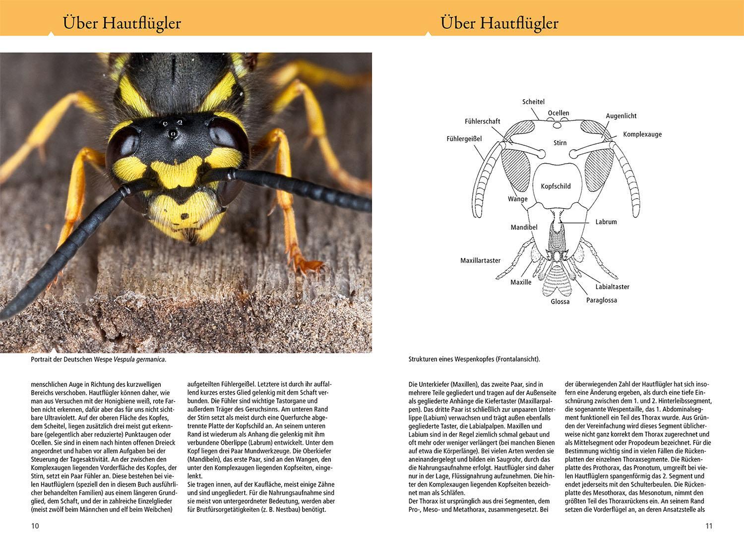 Bild: 9783440179826 | Bienen, Wespen, Ameisen | Heiko Bellmann (u. a.) | Taschenbuch | 2024