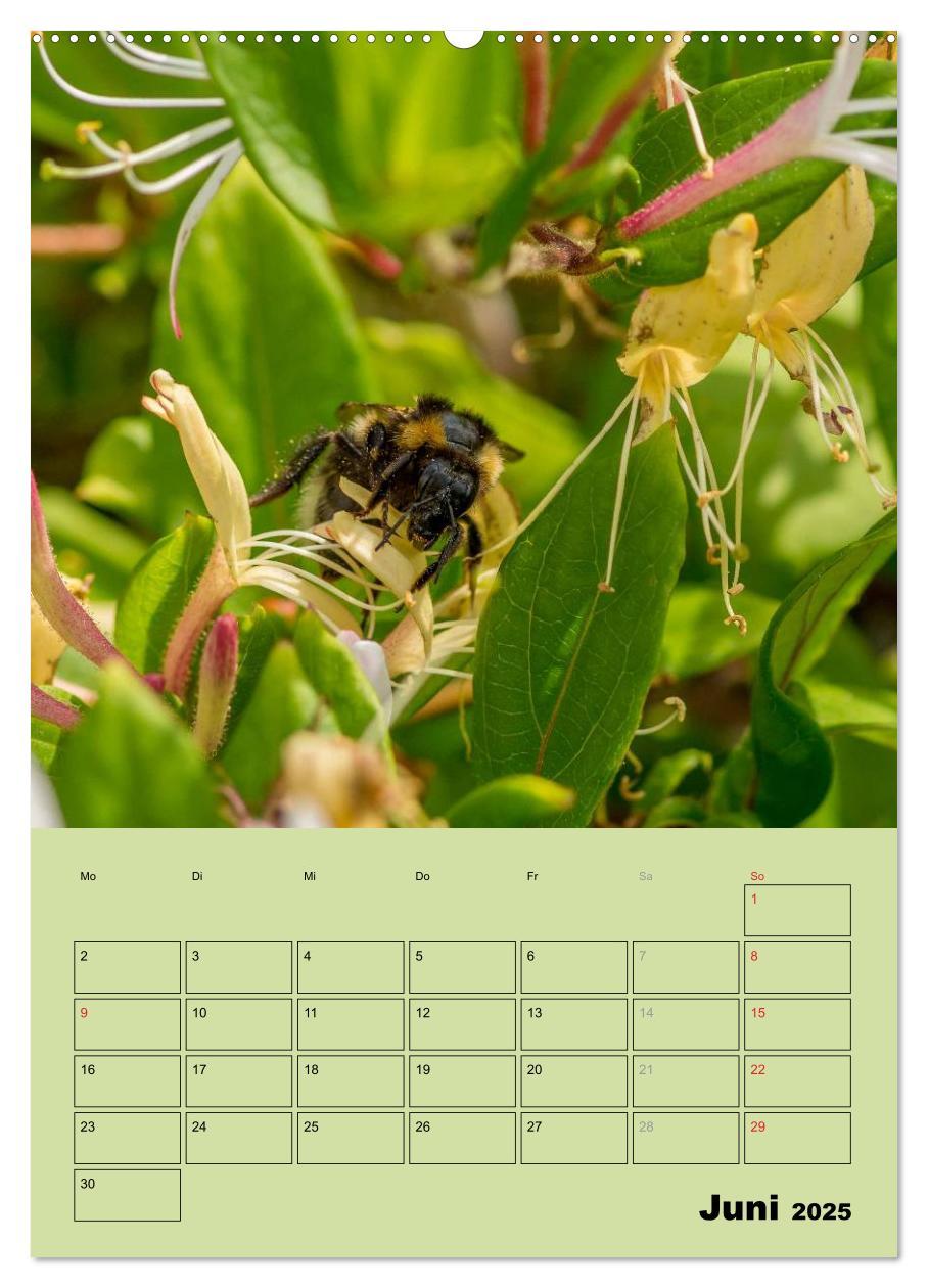 Bild: 9783457051443 | Bienenplaner (Wandkalender 2025 DIN A2 hoch), CALVENDO Monatskalender