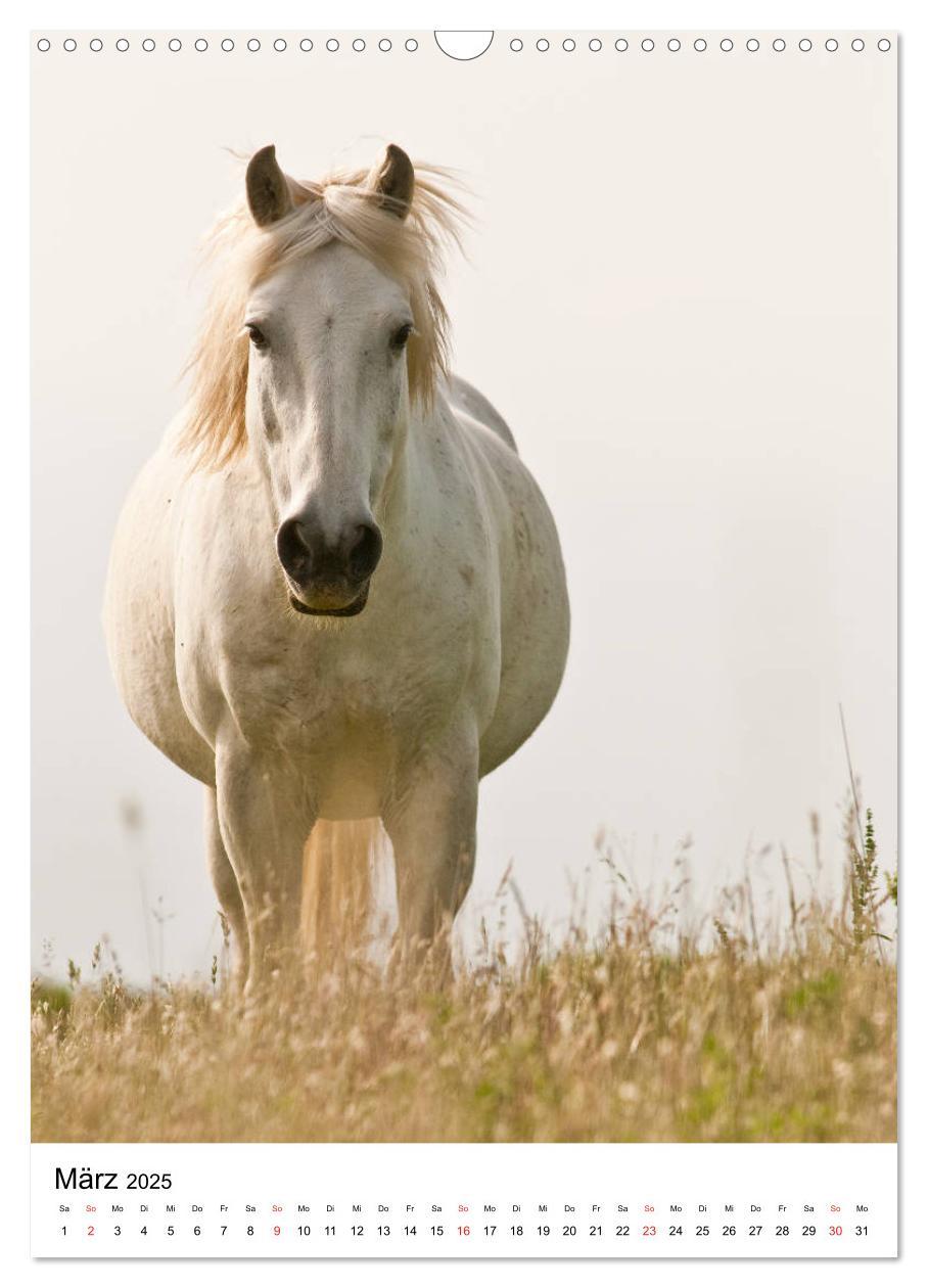 Bild: 9783435971725 | Camargue Pferde - weiße Mähnen (Wandkalender 2025 DIN A3 hoch),...