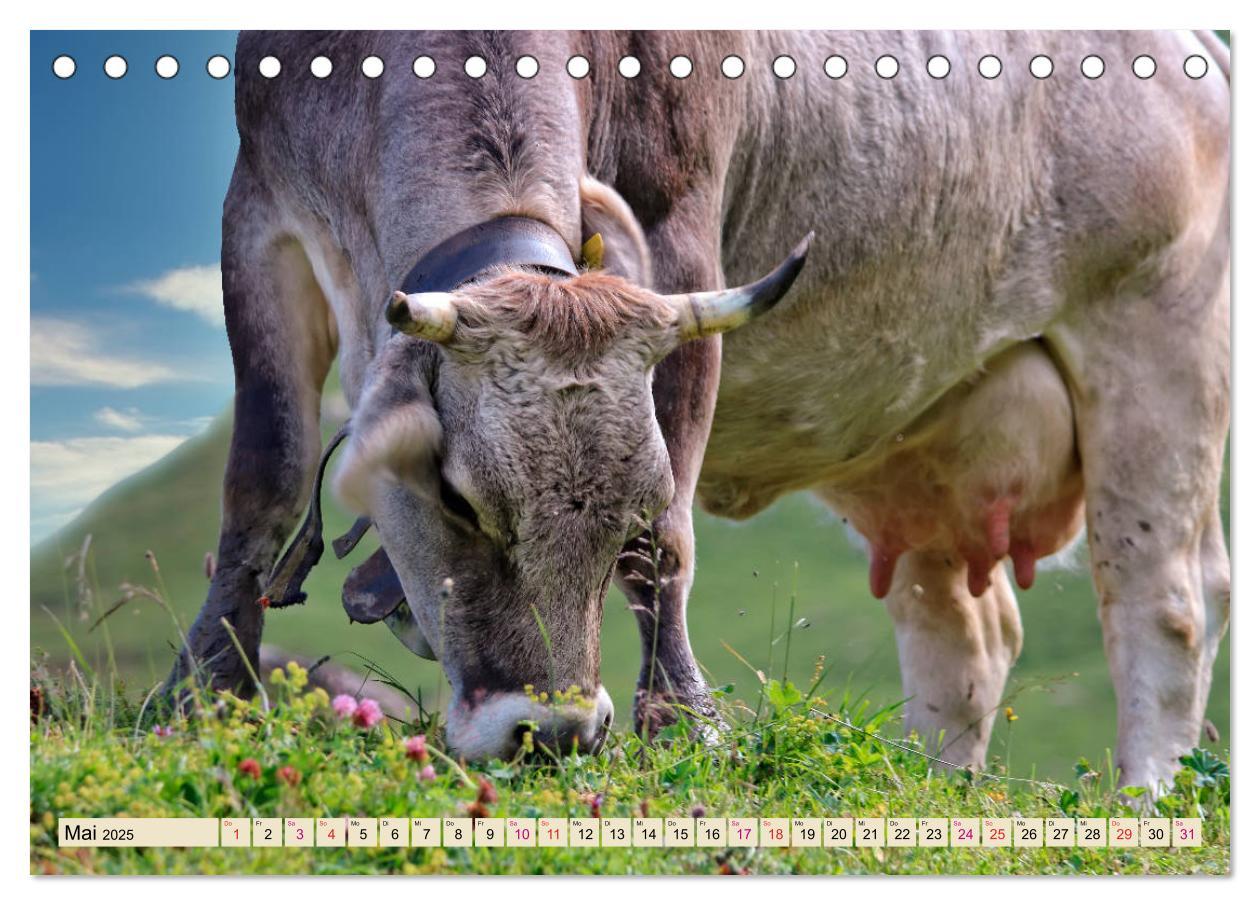 Bild: 9783435118618 | Berg-Kühe, Natur pur - unser schönster Urlaub (Tischkalender 2025...