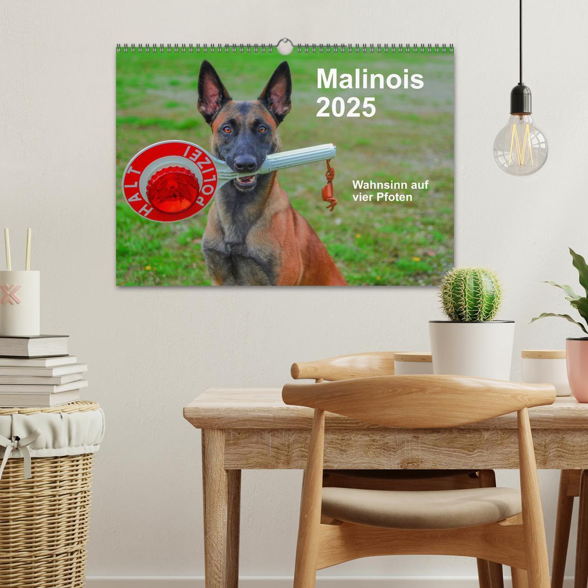 Bild: 9783435340019 | Malinois - Wahnsinn auf vier Pfoten (Wandkalender 2025 DIN A3...