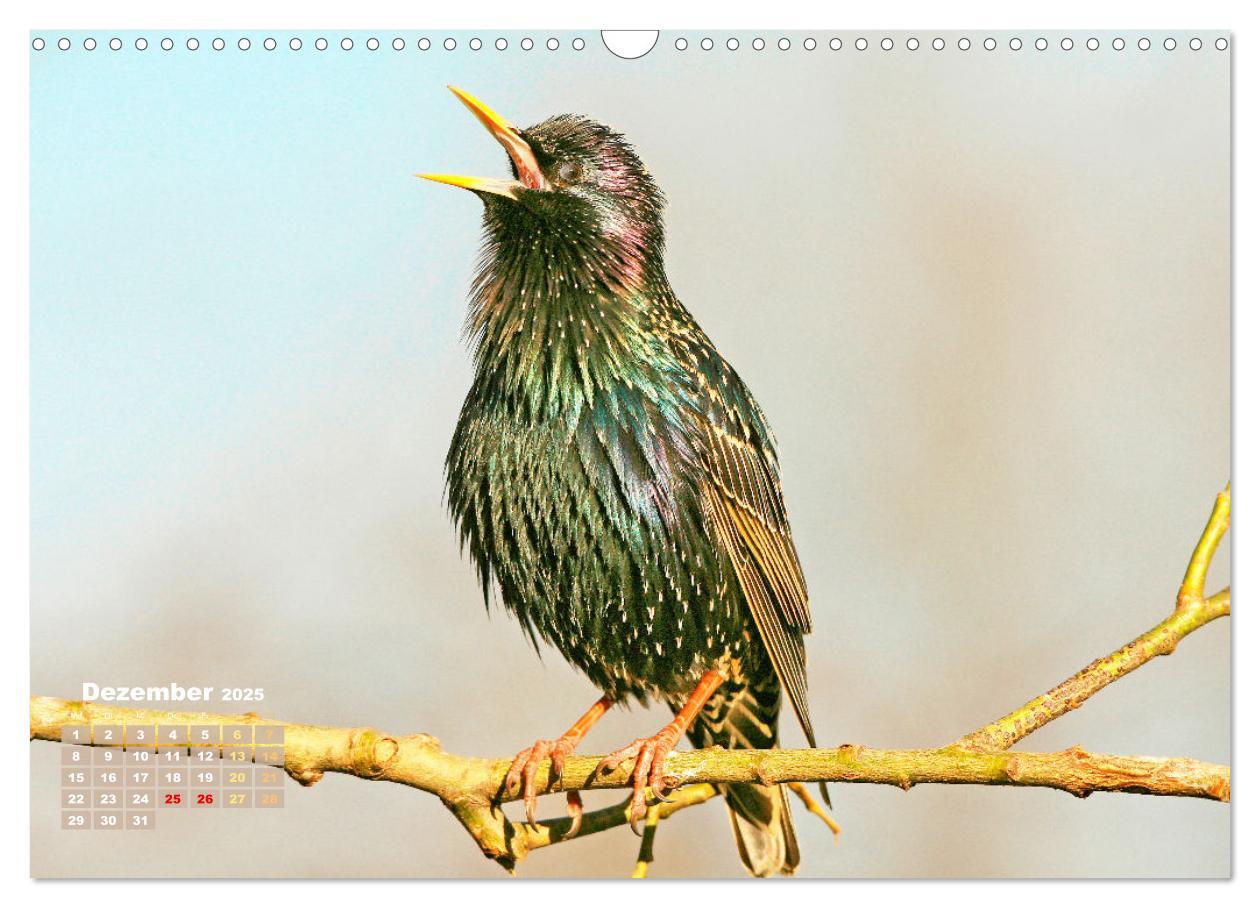 Bild: 9783383874031 | Amsel, Fink und Star: Heimische Vögel (Wandkalender 2025 DIN A3...