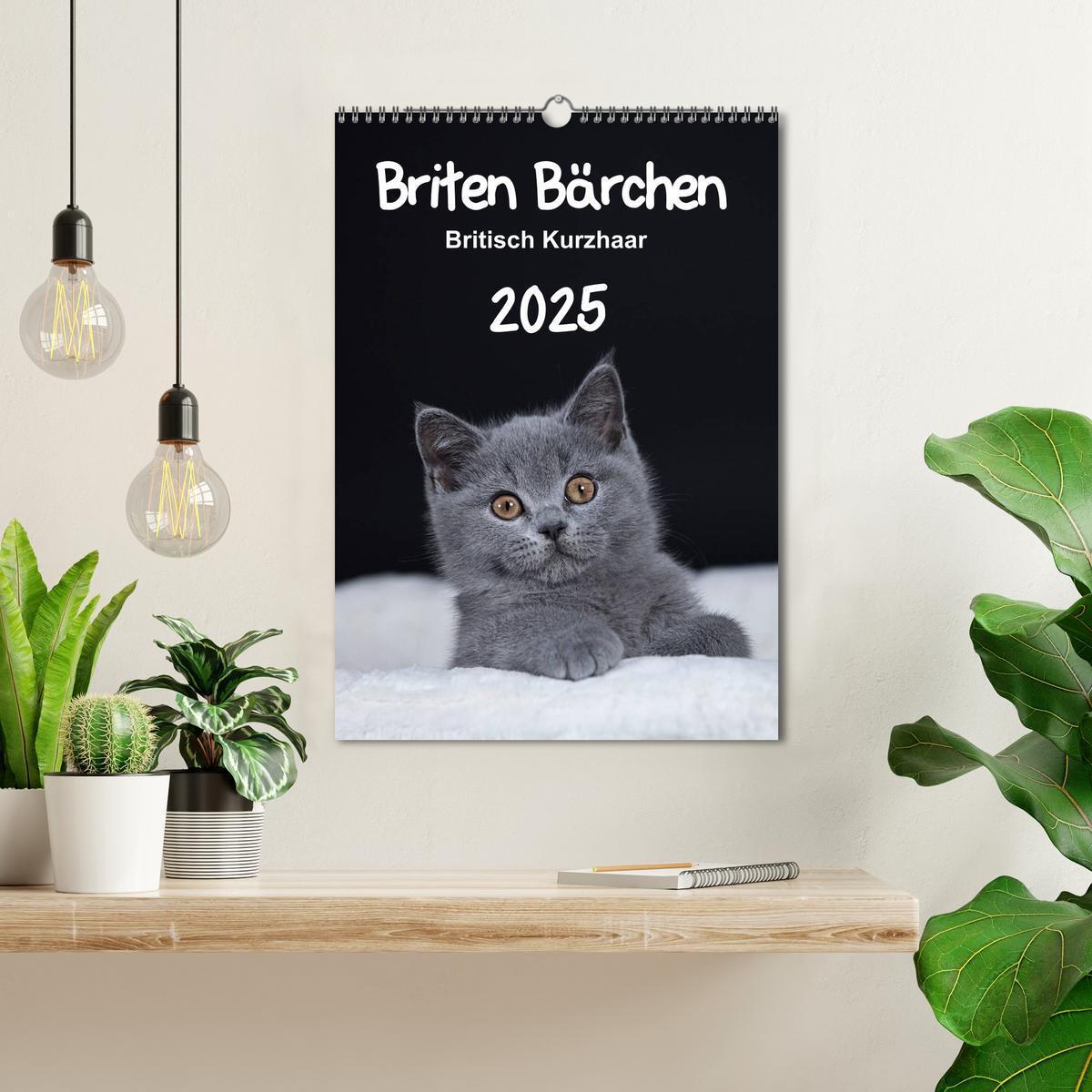 Bild: 9783457062166 | Briten Bärchen ¿ Britisch Kurzhaar 2025 (Wandkalender 2025 DIN A3...