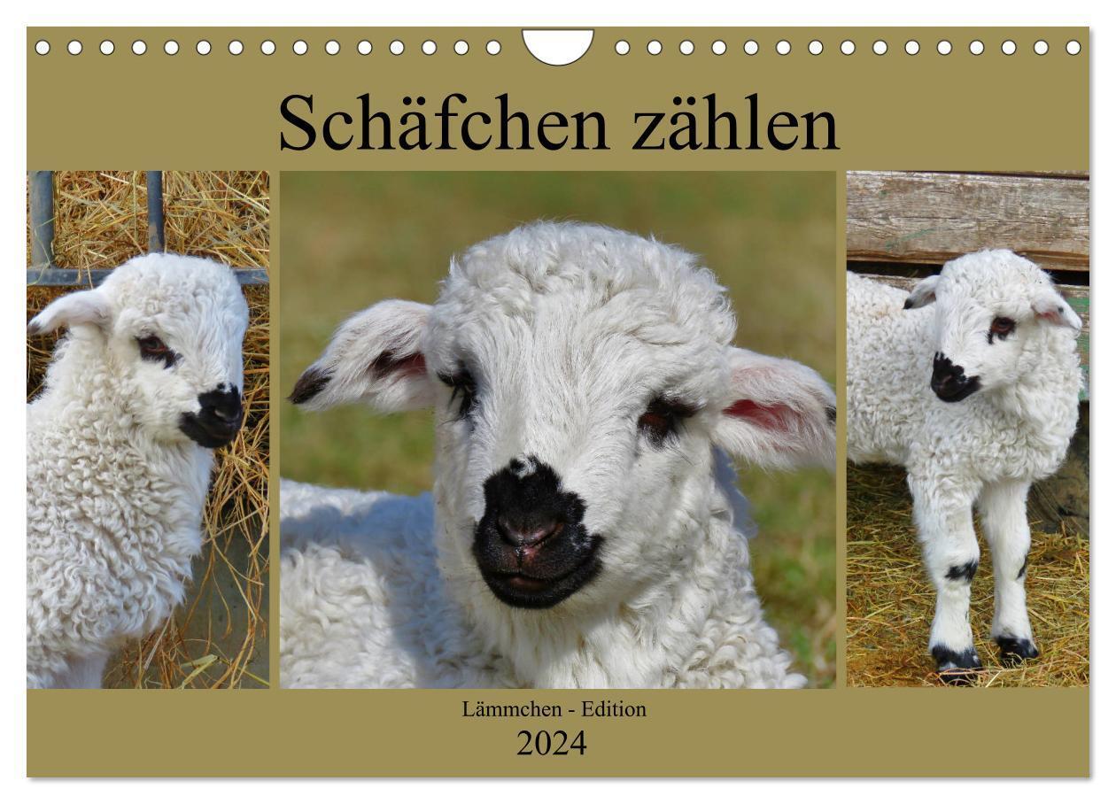 Cover: 9783383118791 | Schäfchen zählen - Lämmchen-Edition (Wandkalender 2024 DIN A4...
