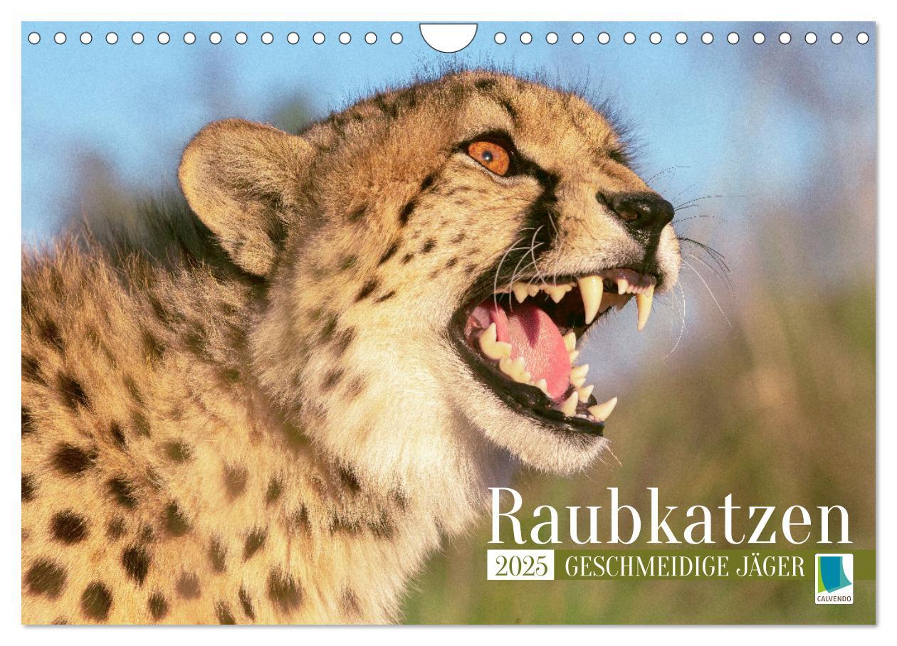 Cover: 9783435061273 | Raubkatzen: Geschmeidige Jäger (Wandkalender 2025 DIN A4 quer),...