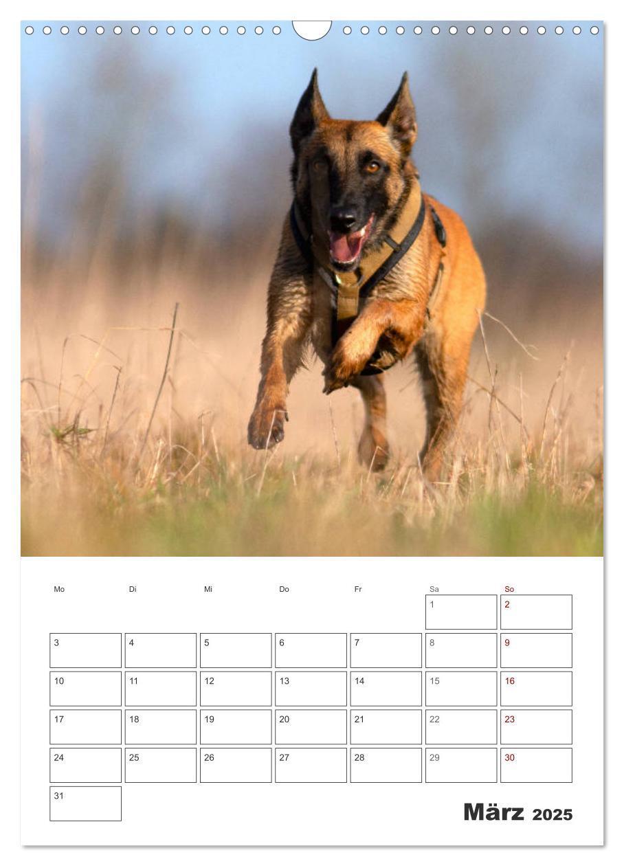 Bild: 9783435947850 | Malinois Power auf vier Pfoten (Wandkalender 2025 DIN A3 hoch),...