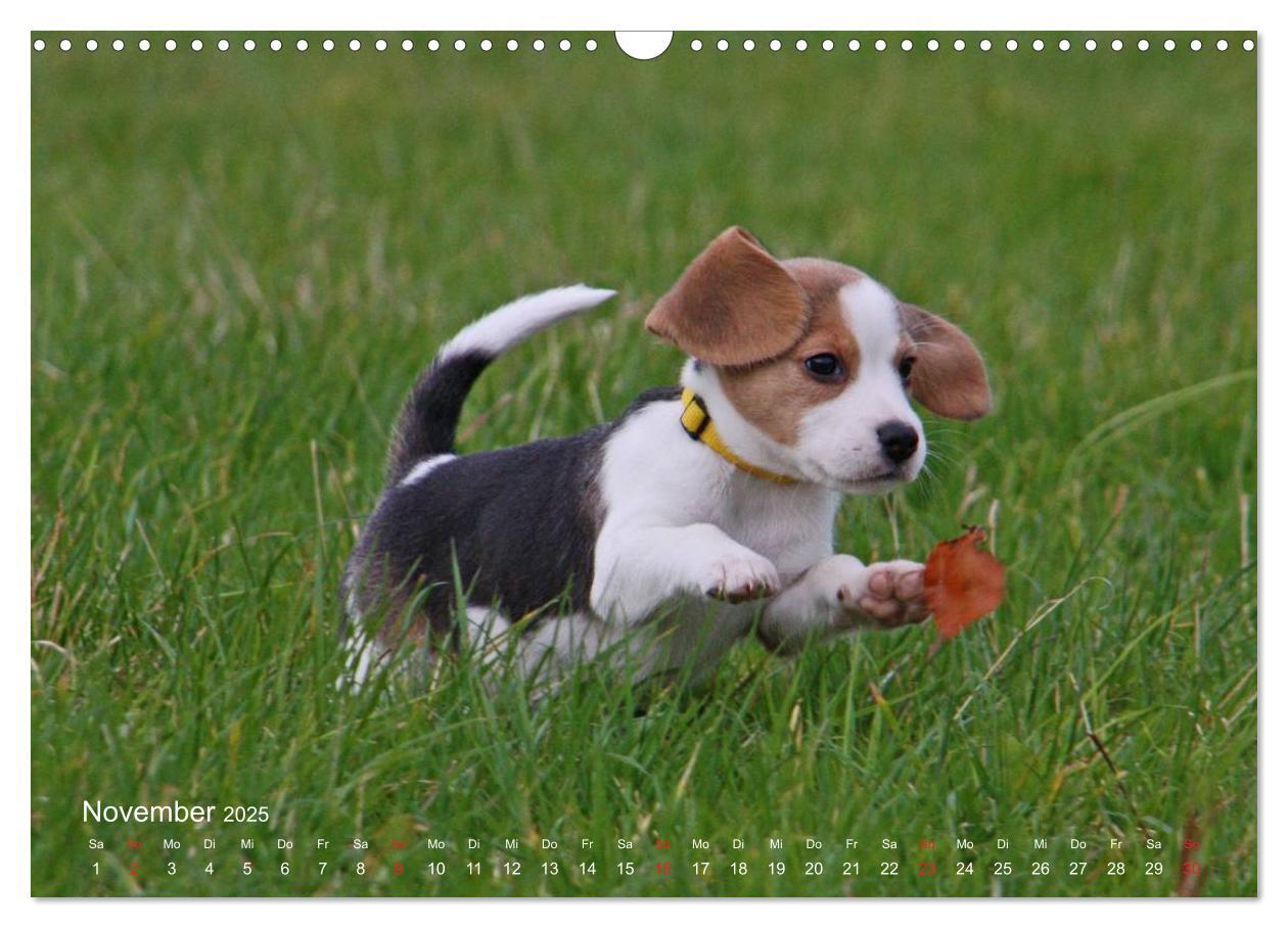 Bild: 9783435746569 | Beagle (Wandkalender 2025 DIN A3 quer), CALVENDO Monatskalender | Berg