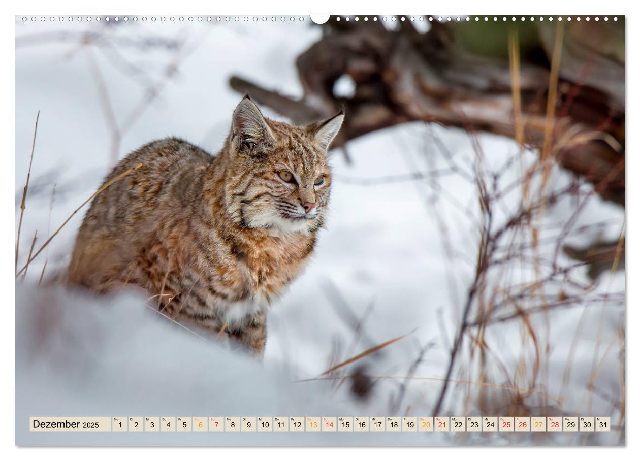 Bild: 9783435118144 | Raubkatze Luchs (Wandkalender 2025 DIN A2 quer), CALVENDO...