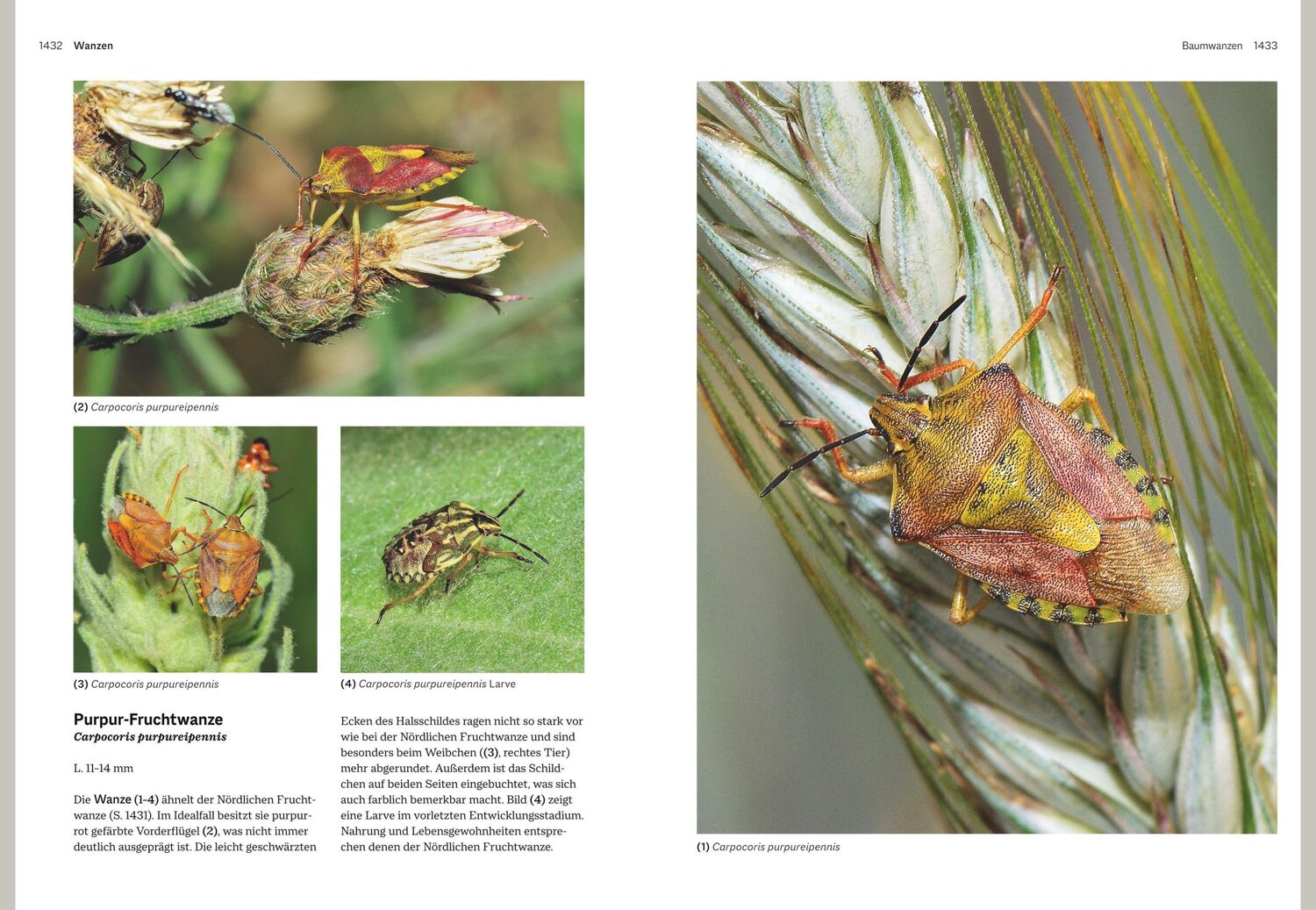 Bild: 9783967470482 | Das große BLV Handbuch Insekten | Marina Gerhardt (u. a.) | Buch | BLV