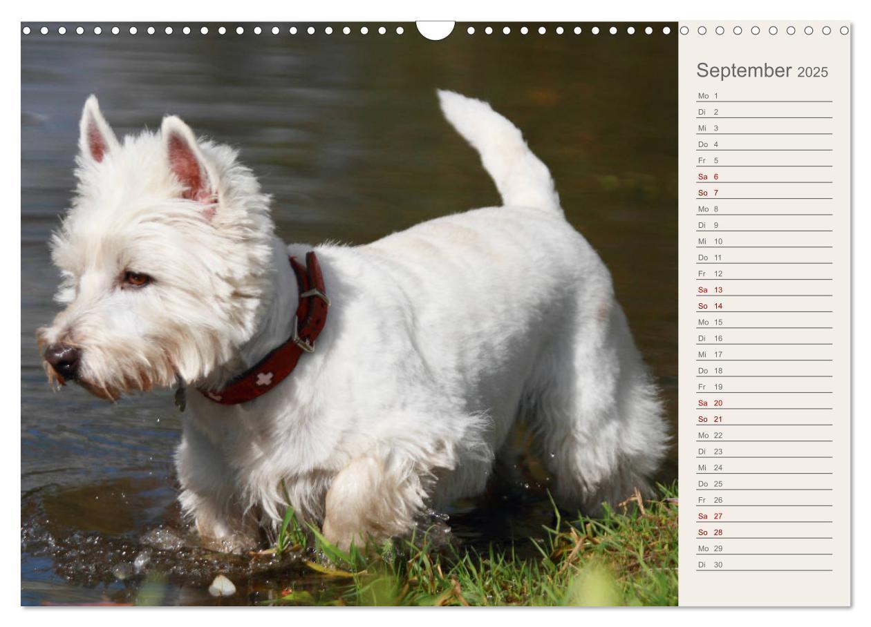 Bild: 9783435408290 | West Highland White Terrier - Selbstbewustes Powerpaket - der...