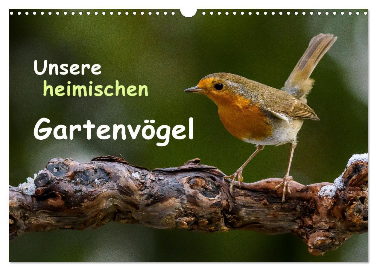 Cover: 9783435544547 | Unsere heimischen Gartenvögel (Wandkalender 2025 DIN A3 quer),...