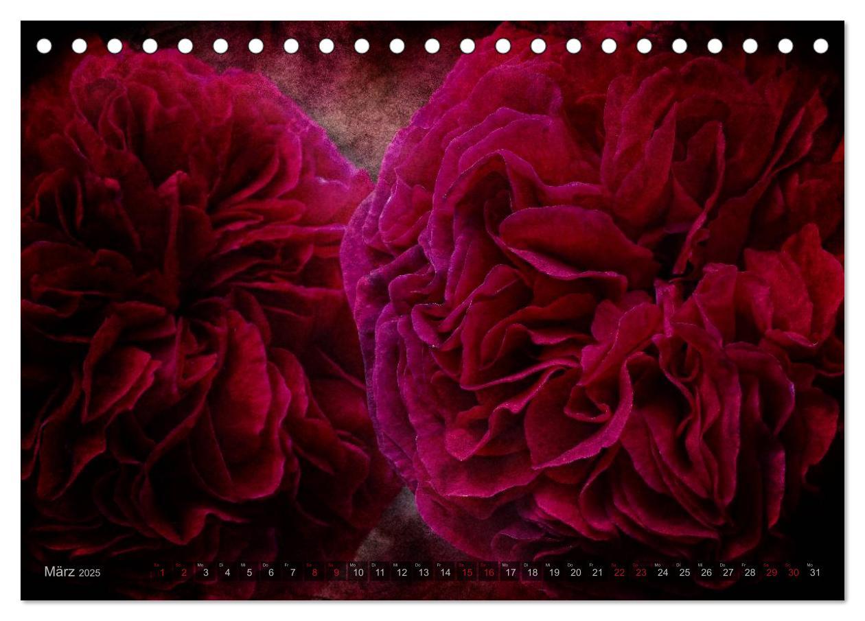 Bild: 9783435659104 | Gothic Rose - Rosen aus dem Garten der Finsternis (Tischkalender...