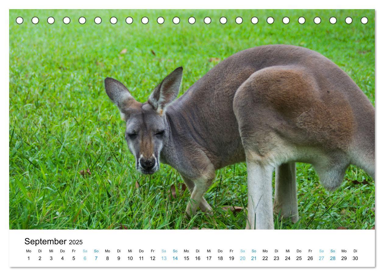 Bild: 9783435093922 | Australien - Down Under - Ostküste (Tischkalender 2025 DIN A5...