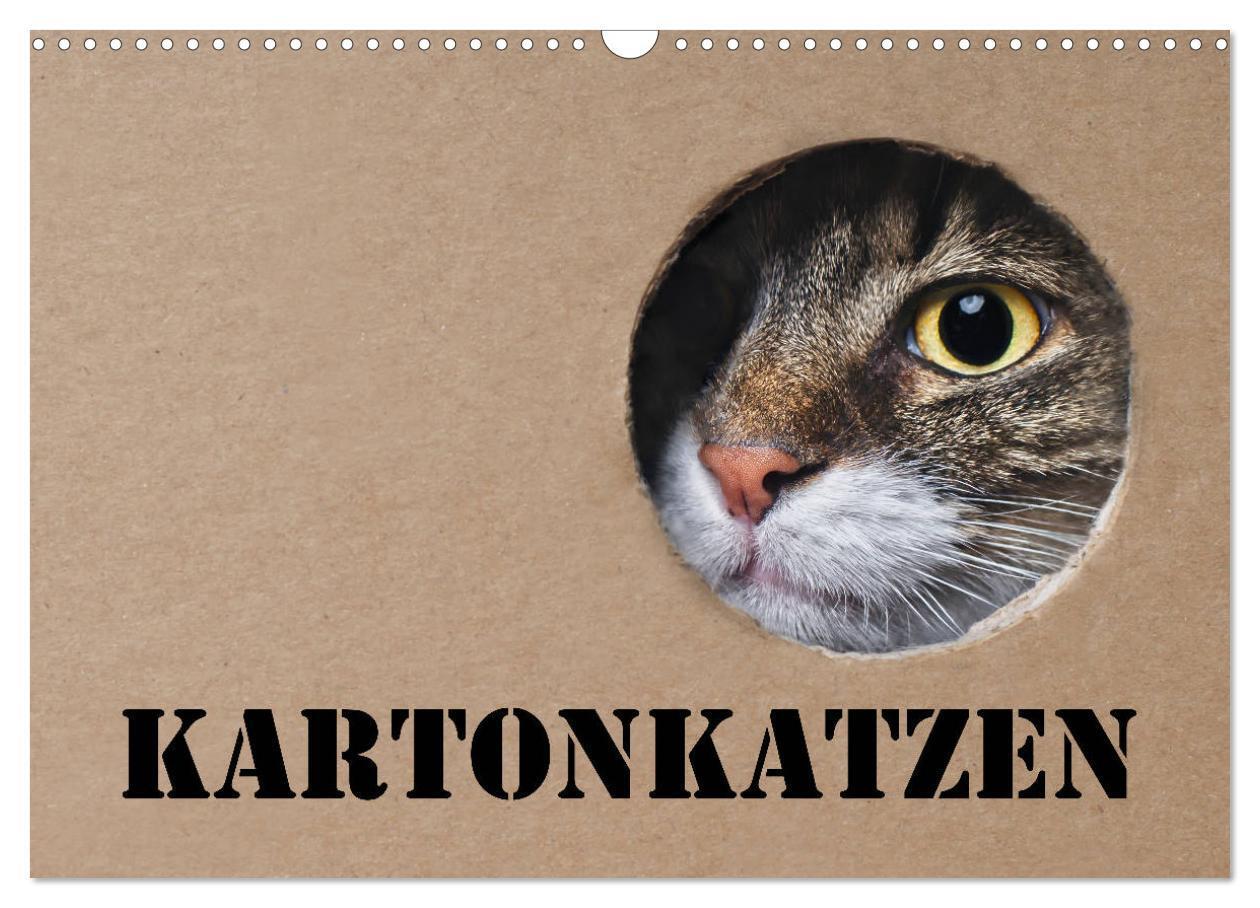 Cover: 9783675868489 | Karton Katzen (Wandkalender 2024 DIN A3 quer), CALVENDO Monatskalender