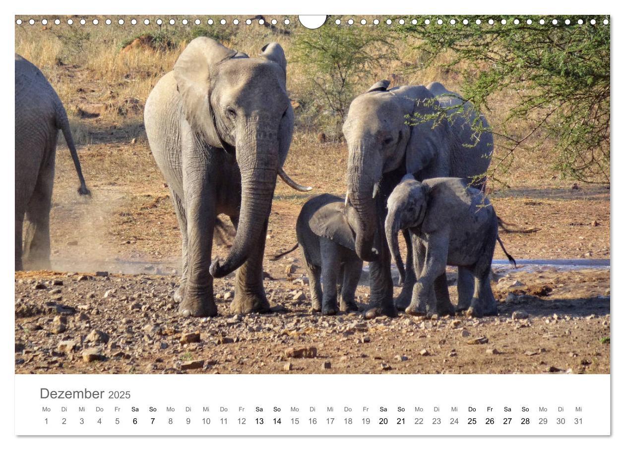 Bild: 9783435268139 | Afrika - Tiere im Krüger Nationalpark (Wandkalender 2025 DIN A3...