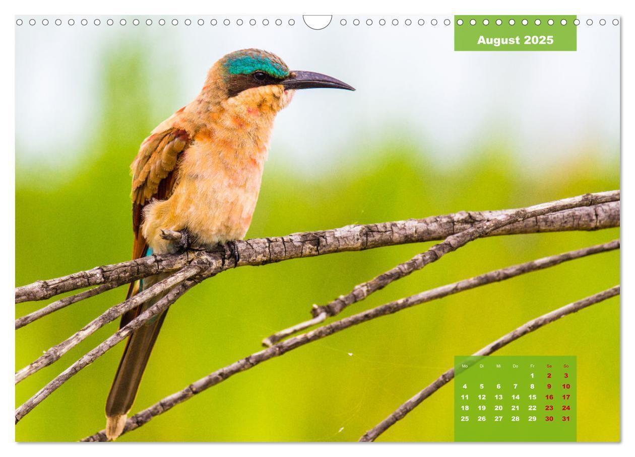 Bild: 9783435030613 | Die bunte Vogelwelt im Kruger National Park (Wandkalender 2025 DIN...