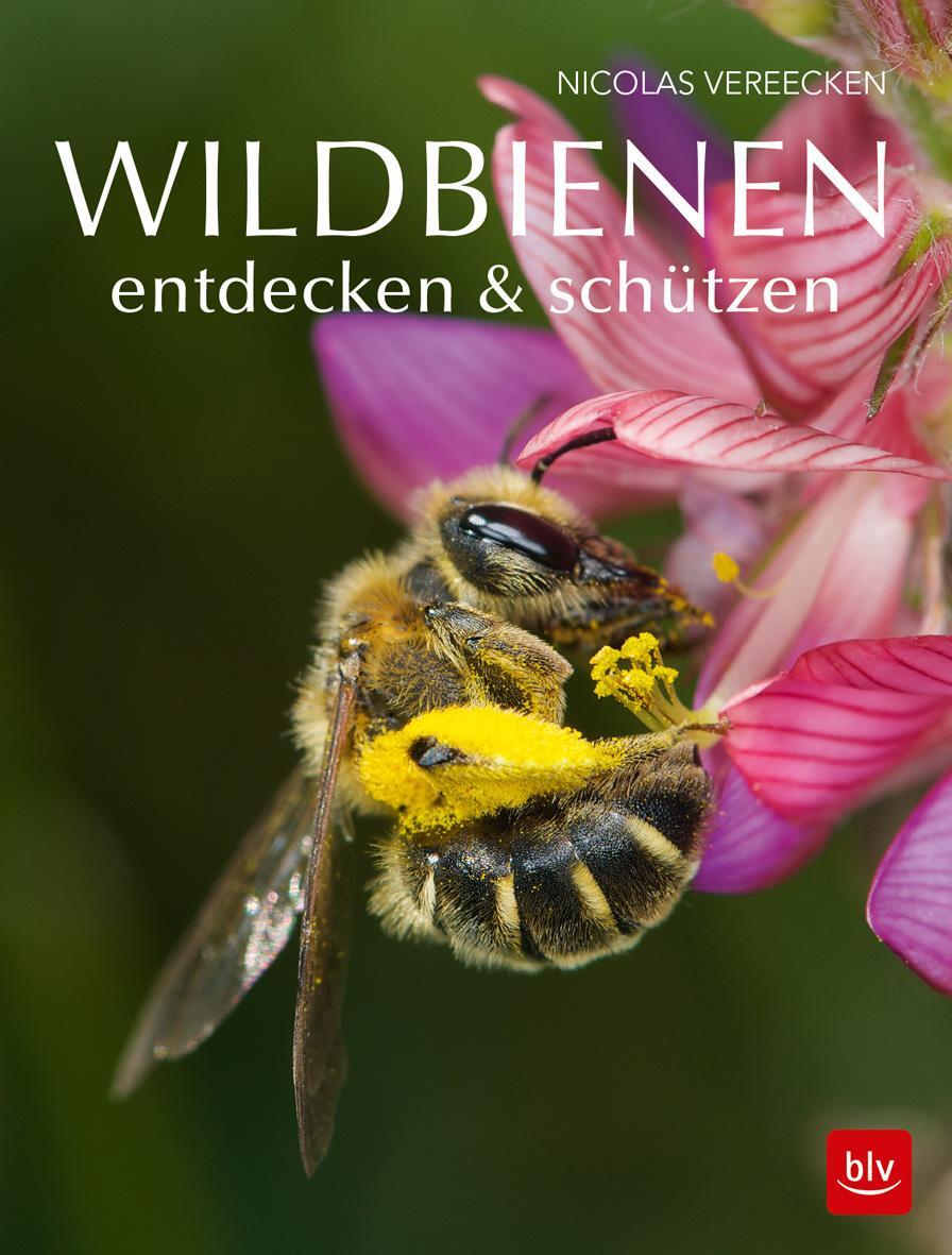 Cover: 9783835419261 | Wildbienen entdecken &amp; schützen | Nicolas Vereecken | Taschenbuch