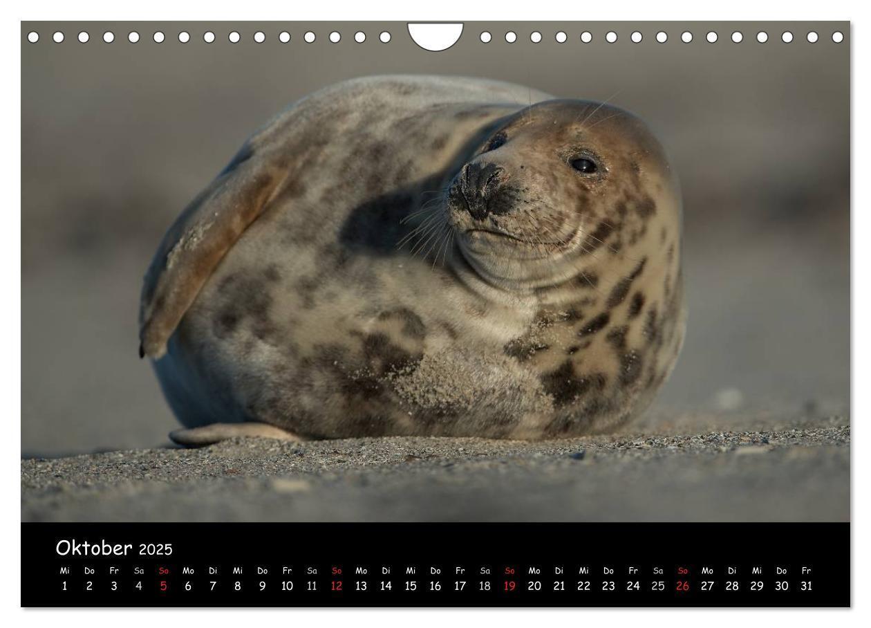 Bild: 9783435719075 | Robben auf Helgoland 2025 (Wandkalender 2025 DIN A4 quer), CALVENDO...