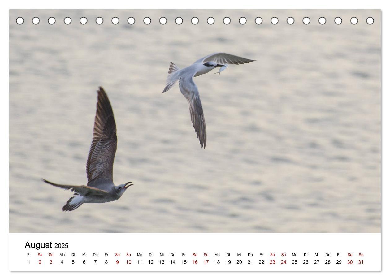 Bild: 9783435374564 | Möwen am Meer (Tischkalender 2025 DIN A5 quer), CALVENDO...