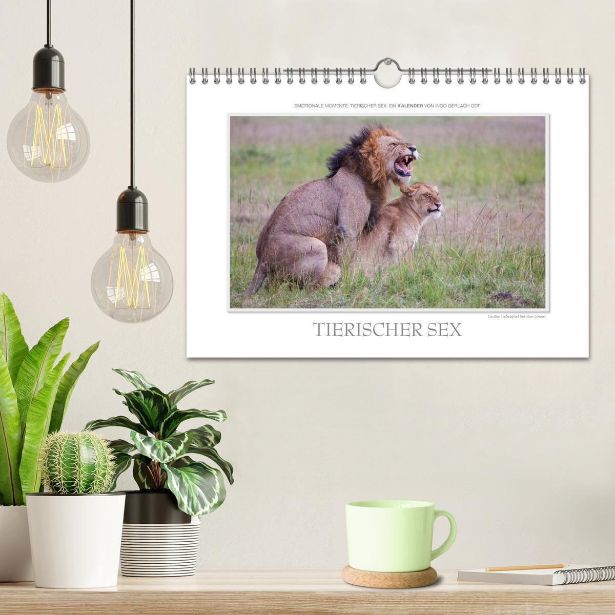 Bild: 9783435798780 | Emotionale Momente: Tierischer Sex. (Wandkalender 2025 DIN A4...