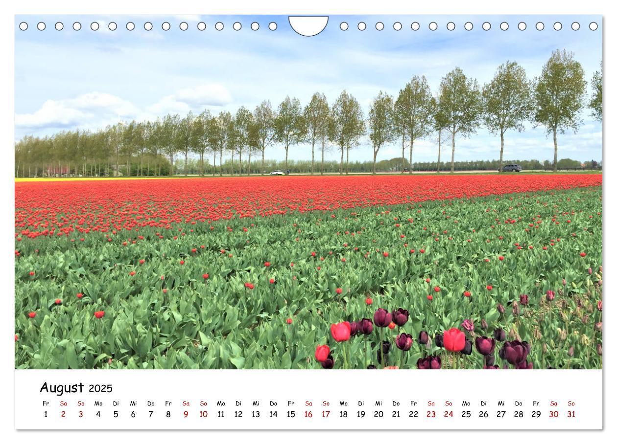 Bild: 9783435261840 | Tulpenblüte in Flevoland 2025 (Wandkalender 2025 DIN A4 quer),...