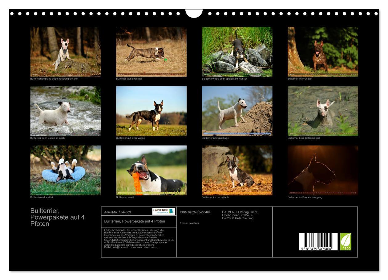 Bild: 9783435405404 | Bullterrier, Powerpakete auf 4 Pfoten (Wandkalender 2025 DIN A3...