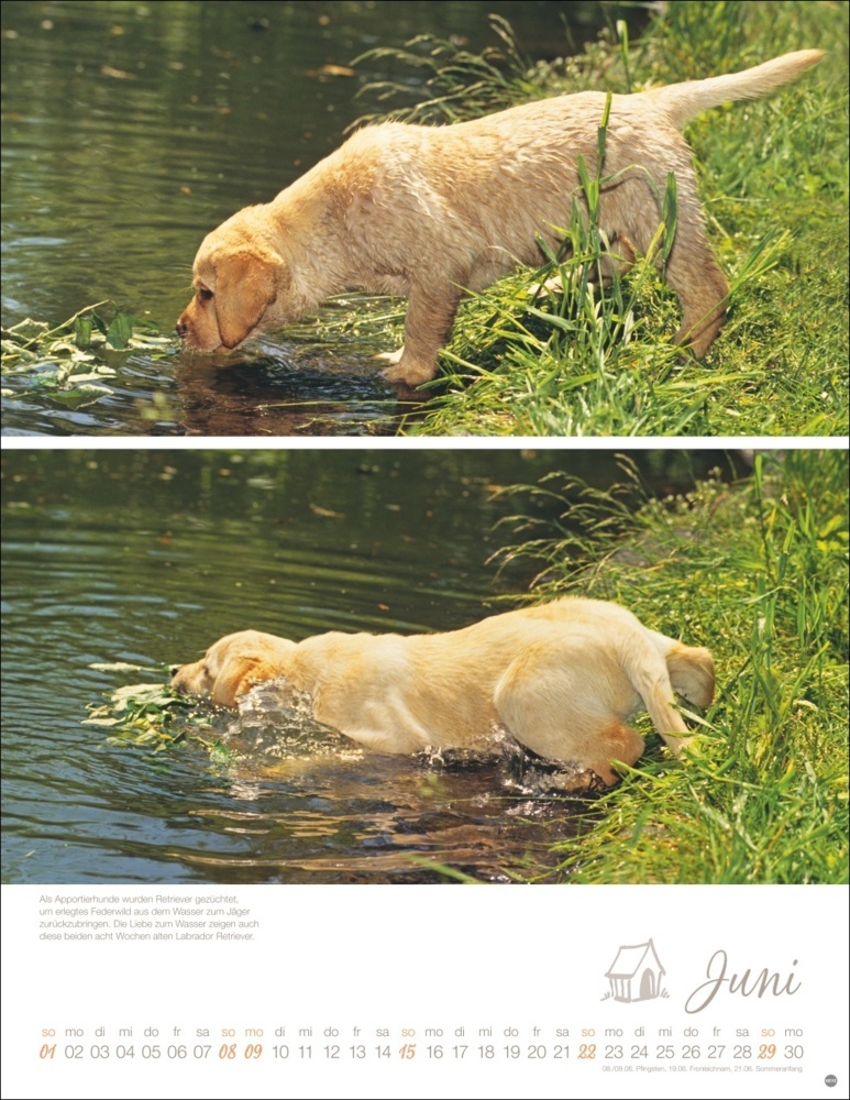 Bild: 9783756405329 | Hundekinder Posterkalender 2025 | Monika Wegler | Kalender | 14 S.