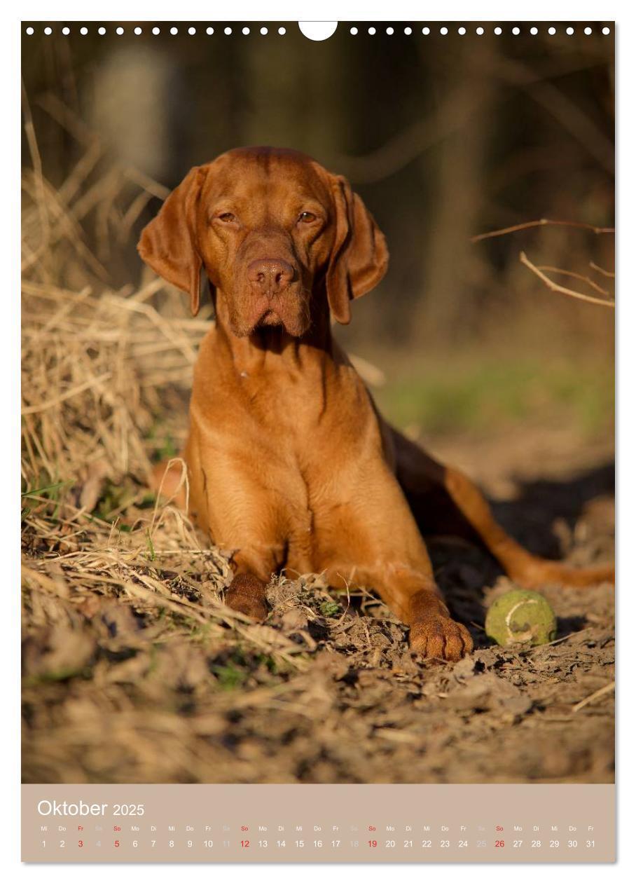 Bild: 9783457015742 | Magyar Vizsla im Portrait (Wandkalender 2025 DIN A3 hoch), CALVENDO...