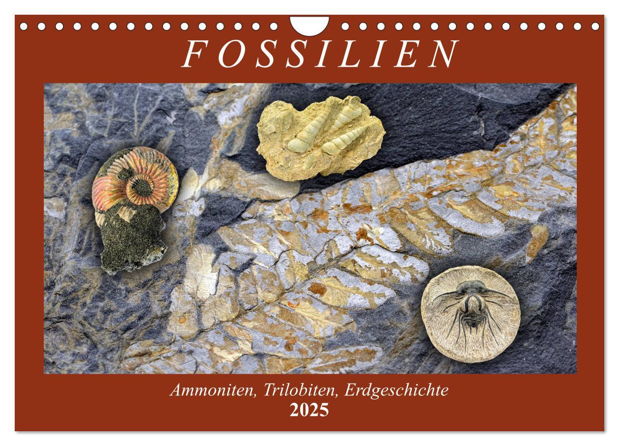 Cover: 9783435254590 | Fossilien - Ammoniten, Trilobiten, Erdgeschichte (Wandkalender 2025...